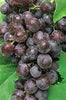 BLACK SEEDLESS GRAPES FRESH PRODUCE FRUIT PER POUND