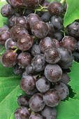 BLACK SEEDLESS GRAPES FRESH PRODUCE FRUIT PER POUND