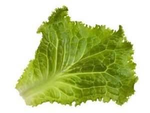 GREEN LEAF LETTUCE TENDER FRESH PRODUCE FRUIT VEGETABLES PER BUNDLE EACH (1)