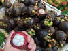 Fresh Mangosteen