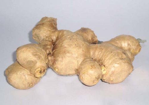 Ginger Fresh 14 Oz