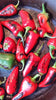 Fresh Red Fresno Chile Peppers 1 lb.
