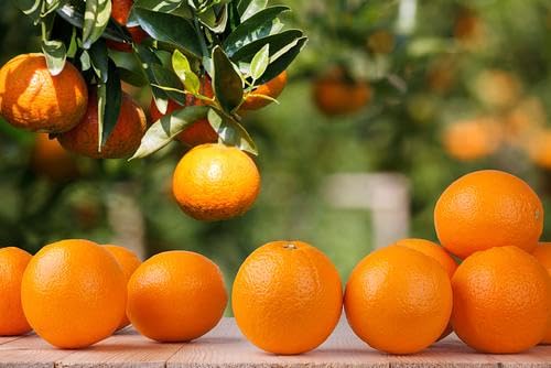 Orange fruits fresh hand picked from orchard naturally grown farm produce (4 lb) - RawJoy