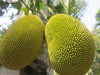 Fresh Whole Jackfruit (One Fruit 5-7 Lbs)