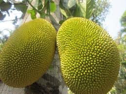 Fresh Whole Jackfruit (One Fruit 5-7 Lbs)