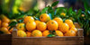 Orange fruits fresh hand picked from orchard naturally grown farm produce (4 lb) - RawJoy