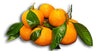 Satsuma Mandarins, 2 lb Box (Christmas orange)