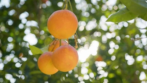 Orange fruits fresh hand picked from orchard naturally grown farm produce (4 lb) - RawJoy