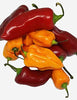 Fresh Habanero and Fresh Red Fresno Chili Peppers