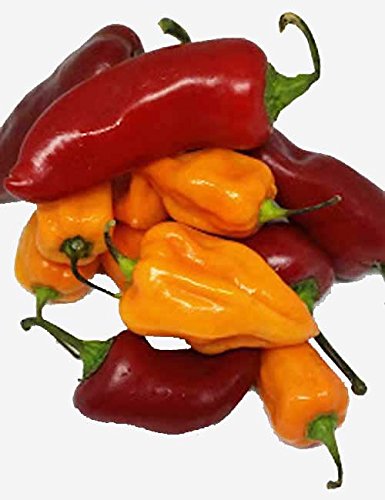 Fresh Habanero and Fresh Red Fresno Chili Peppers
