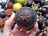 Fresh Mangosteen