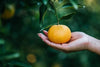 Orange fruits fresh hand picked from orchard naturally grown farm produce (4 lb) - RawJoy