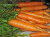 Carrot, Little Fingers Seeds, Non-gmo, 50+ Seeds