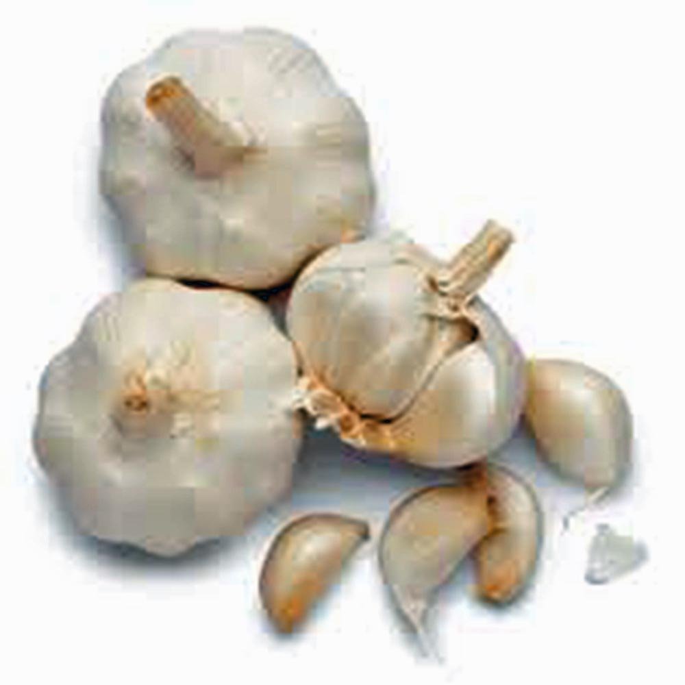 GARLIC BULB (7 Pack), FRESH CALIFORNIA SOFTNECK GARLIC BULB FOR PLANTING AND GROWING YOUR OWN GARLIC OR GREAT FOR EATING AND COOKING