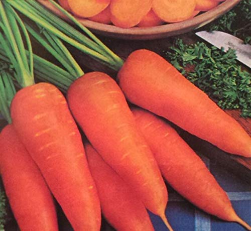 Carrots-Danvers Half Long.- 25+ Seeds- Country Creek LLC