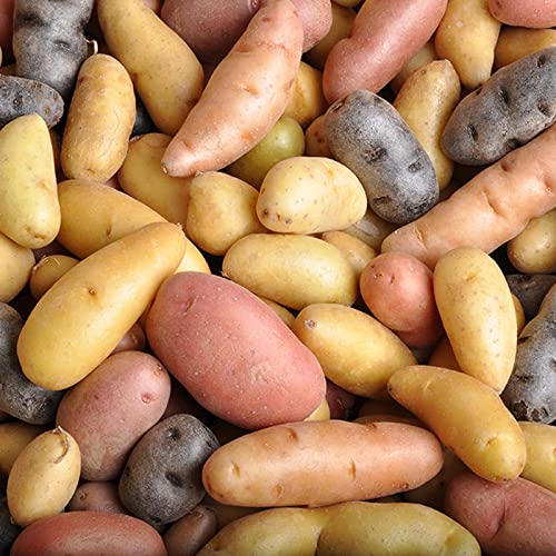 Melissa's Fingerling Potatoes, (3 lb)