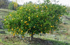 Fresh Southern California Meyer Lemons from Sunny Temecula 5lbs