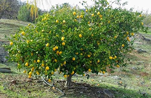 Fresh Southern California Meyer Lemons from Sunny Temecula 5lbs