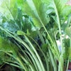 Broccoli Raab Seeds, Rapini, Heirloom, Non GMO, 100 Seeds, Delicious a Culinary Delight