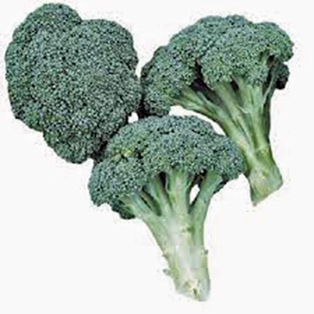 Broccoli, Waltham 29, Heirloom, 25 Seeds, Delicious and Healthy