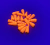 AIICraft Mini Carrots for Crafts 20 Vegetable Fresh Loose CarrotHandcrafted Decorative Home Garden