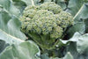 Broccoli, Waltham 29, Heirloom, 25 Seeds, Delicious and Healthy