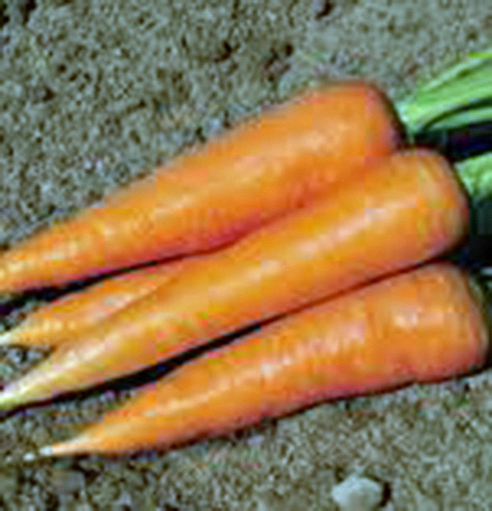 Carrot, Scarlet Nantes, Heirloom, 500 Seeds, Tasty Carrot for Snacks