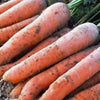 Carrot, Scarlet Nantes, Heirloom, 500 Seeds, Tasty Carrot for Snacks