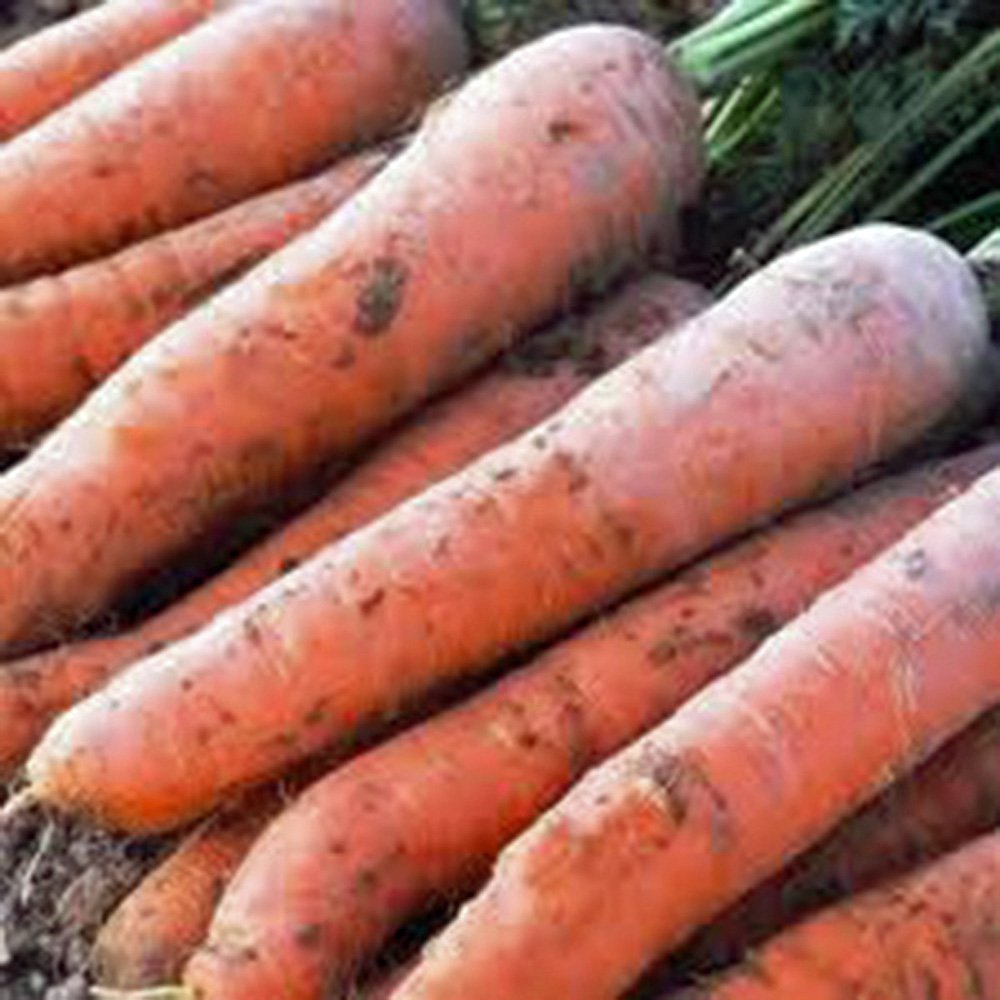 Carrot, Scarlet Nantes, Heirloom, 500 Seeds, Tasty Carrot for Snacks