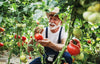 DesertUSA Floradel Tomato Seeds - Solanum lycopersicum - Plant with Confidence - 125+ Heirloom, Non-GMO Seeds for Bountiful Harvests!
