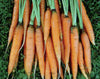 Carrot, Scarlet Nantes, Heirloom, 100 Seeds, Tasty Carrot for Snacks