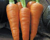 Carrots-Danvers Half Long.- 200+ Seeds- Country Creek LLC