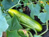 Cucumber, Marketer, Heirloom, 100 Seeds, Tasty, Great for Salads/Snacks