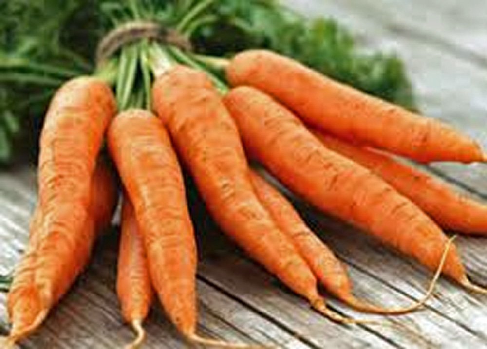 Carrots, Danvers 126, Heirloom, Grown 200 Seeds