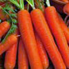 Carrot, Scarlet Nantes, Heirloom, 500 Seeds, Tasty Carrot for Snacks