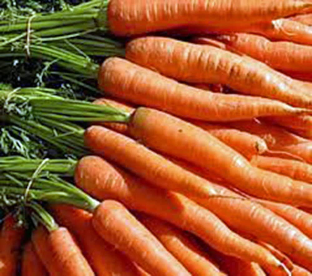 Carrot, Little Fingers Seeds, Non-gmo, 50+ Seeds
