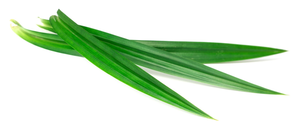 RawJoy Pandan leaves - 7 oz