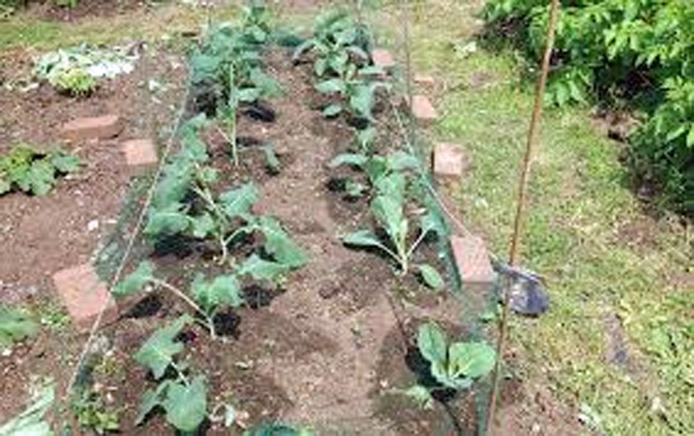 SVI 25 Calabrese Broccoli Seeds (Brassica Oleracea) - Green Sprouting Broccoli Seed Packets, Large, Fast Growing, Non GMO, Heirloom Seed - Vegetable Seeds for Outdoor Vegetable Garden, Greenhouses