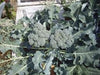 Broccoli, Waltham 29, Heirloom, 500 Seeds, Delicious and Healthy