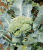 Broccoli, Waltham 29, Heirloom, 100 Seeds, Delicious and Healthy