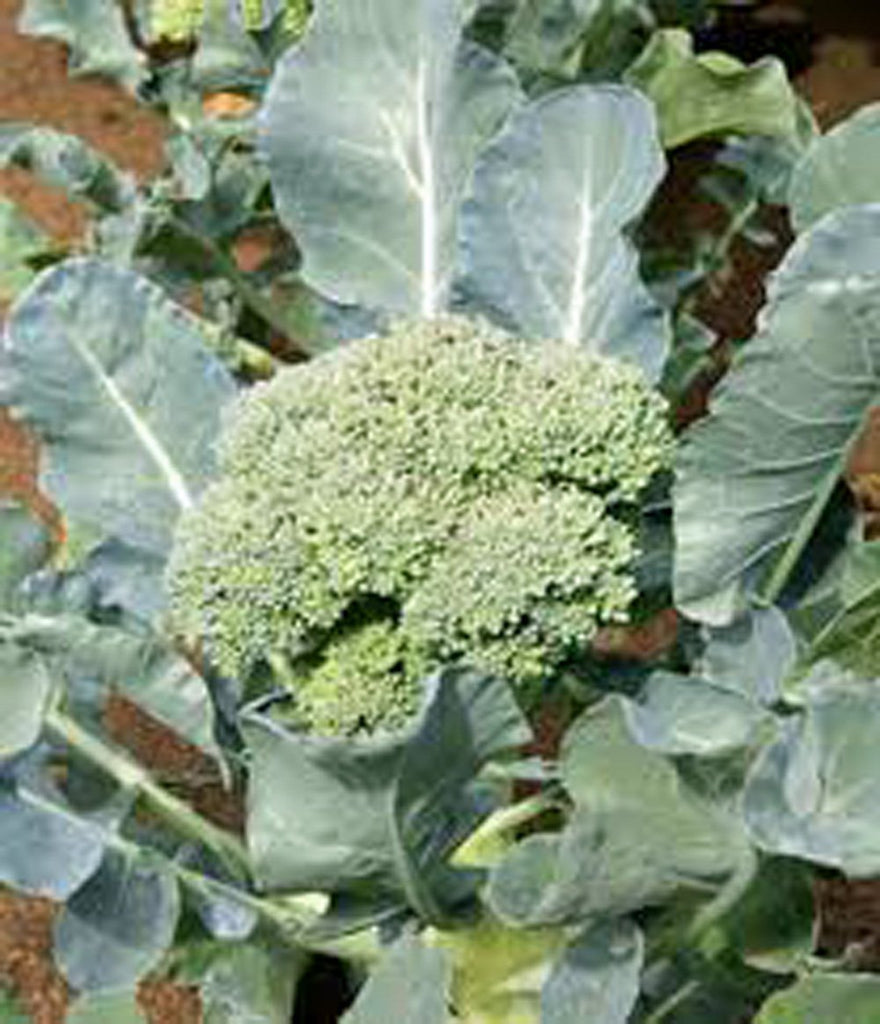 Broccoli, Waltham 29, Heirloom, 200 Seeds, Delicious and Healthy
