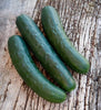 Marketmore 76 Cucumber Seeds - 25 Count Seed Pack - Non-GMO- The Most recognizable heirlooms and a Favorite Slicer for the Home Garden. - Country Creek LLC