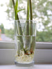 6 Fresh Lemon Grass