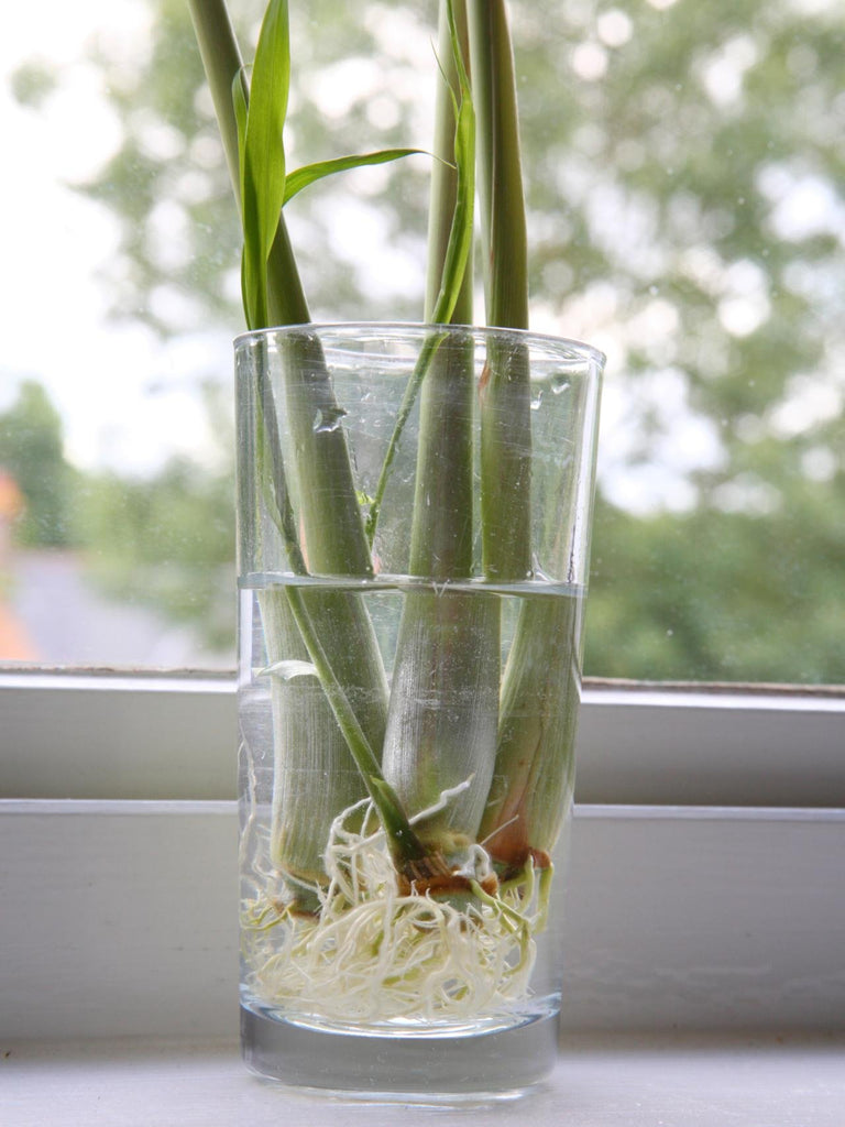 6 Fresh Lemon Grass