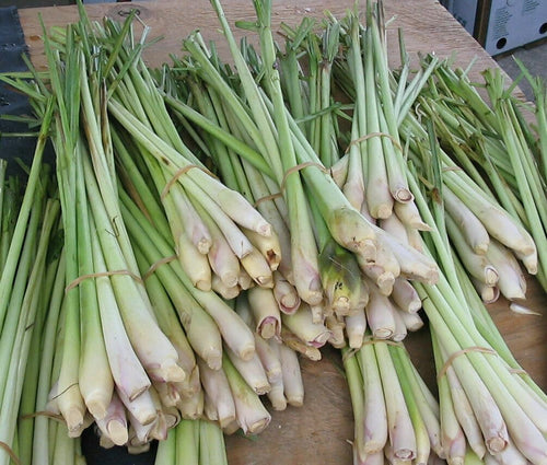 Lemongrass Fresh 12 Stalks from TastePadThai. Free Fresh Kaffir Lime Leaves