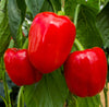 Big Red Sweet Pepper Seeds - Capsicum - for Planting, 150+ Herb Seeds, Indoor or Outdoor Growing, Non-GMO (1)