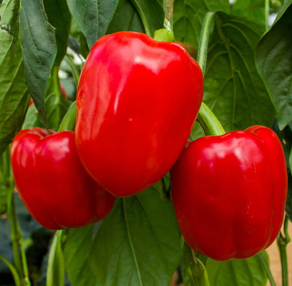Big Red Sweet Pepper Seeds - Capsicum - for Planting, 150+ Herb Seeds, Indoor or Outdoor Growing, Non-GMO (1)
