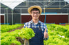 1125+ Heirloom Butterhead Lettuce Seeds, Lactuca Sativa - 1.2g, Seeds, Non-GMO Seeds for Bountiful Harvests!