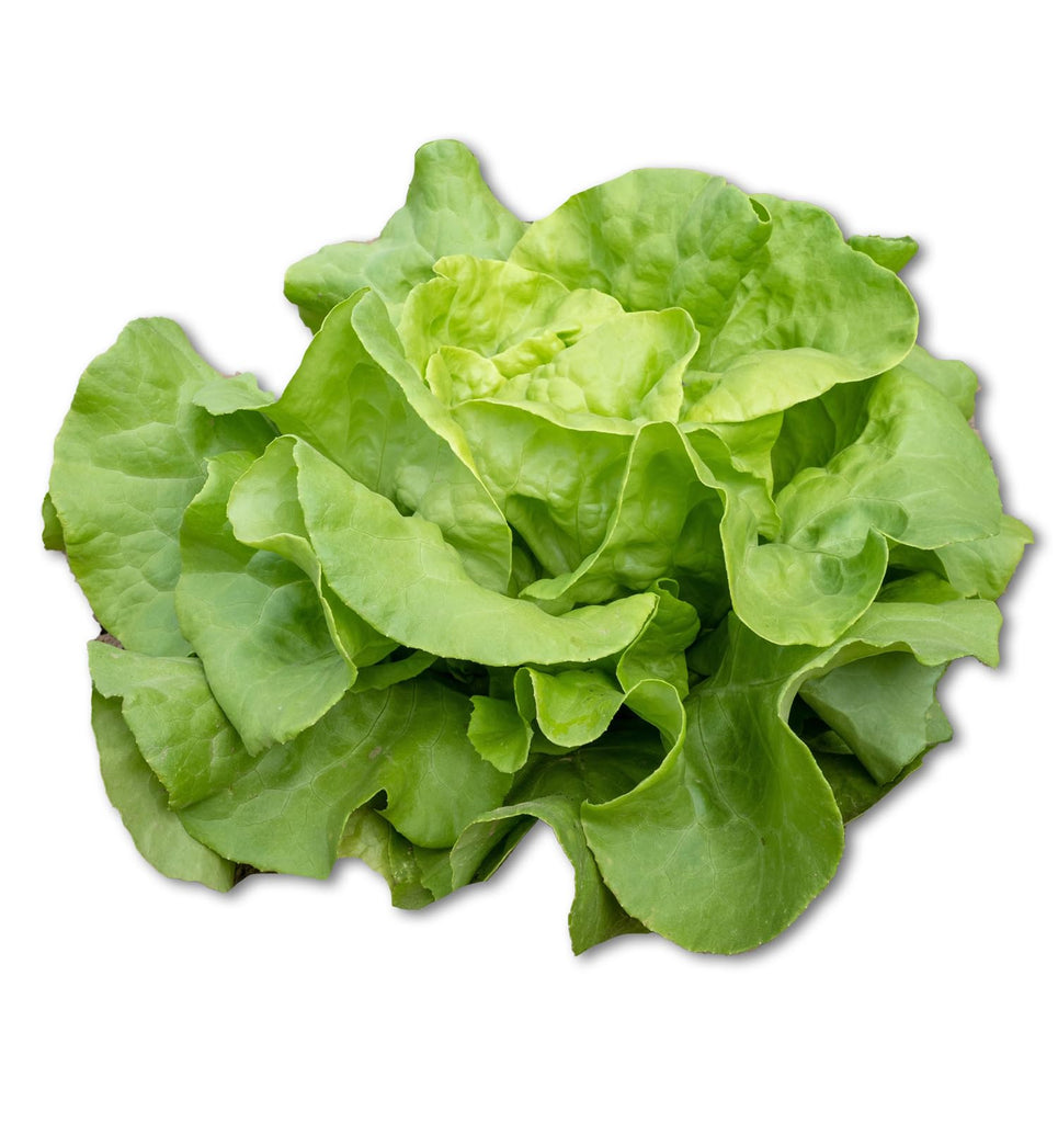 1125+ Heirloom Butterhead Lettuce Seeds, Lactuca Sativa - 1.2g, Seeds, Non-GMO Seeds for Bountiful Harvests!