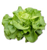 1125+ Heirloom Butterhead Lettuce Seeds, Lactuca Sativa - 1.2g, Seeds, Non-GMO Seeds for Bountiful Harvests!
